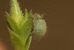  Sminthurus viridis (Linnaeus, 1758)