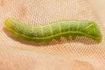 Pyramide (La) Amphipyra pyramidea (Linnaeus, 1758)