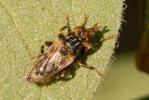  Myopa buccata (Linnaeus, 1758)