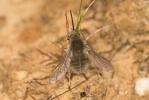  Bombylius Linnaeus, 1758