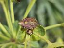  Carpocoris pudicus (Poda, 1761)