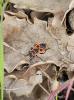 Gendarme, Pyrrhocore, Soldat, Suisse Pyrrhocoris apterus (Linnaeus, 1758)