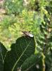  Stictopleurus punctatonervosus (Goeze, 1778)