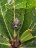  Carrhotus xanthogramma (Latreille, 1819)