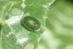  Cassida deflorata Suffrian, 1844