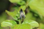  Adela reaumurella (Linnaeus, 1758)