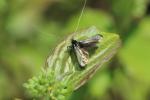  Adela reaumurella (Linnaeus, 1758)