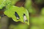  Adela reaumurella (Linnaeus, 1758)
