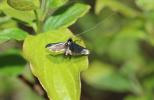  Adela reaumurella (Linnaeus, 1758)