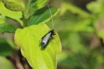  Adela reaumurella (Linnaeus, 1758)