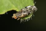  Tephritis matricariae (Loew, 1844)
