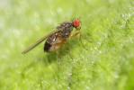  Scaptomyza pallida (Zetterstedt, 1847)