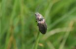  Selatosomus latus (Fabricius, 1801)