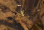  Poecilobothrus nobilitatus (Linnaeus, 1767)