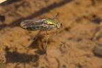  Poecilobothrus nobilitatus (Linnaeus, 1767)
