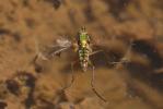  Poecilobothrus nobilitatus (Linnaeus, 1767)