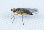  Cerodontha denticornis (Panzer, 1806)