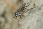  Dolichopus ungulatus (Linnaeus, 1758)