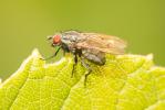  Anthomyia Meigen, 1803