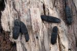  Lacon punctatus (Herbst, 1779)