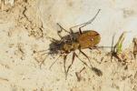 Cicindèle champêtre Cicindela campestris Linnaeus, 1758