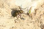 Cicindèle champêtre Cicindela campestris Linnaeus, 1758