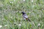 Rougequeue noir Phoenicurus ochruros (S. G. Gmelin, 1774)