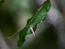  Nemophora Hoffmannsegg, 1798