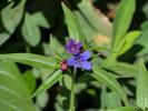 Thé d'Europe Buglossoides purpurocaerulea (L.) I.M.Johnst., 1954