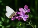 Piéride du Navet (La), Papillon blanc veiné de ver Pieris napi (Linnaeus, 1758)