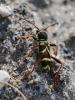 Clyte bélier (Le), Clyte guêpe (Le) Clytus arietis (Linnaeus, 1758)
