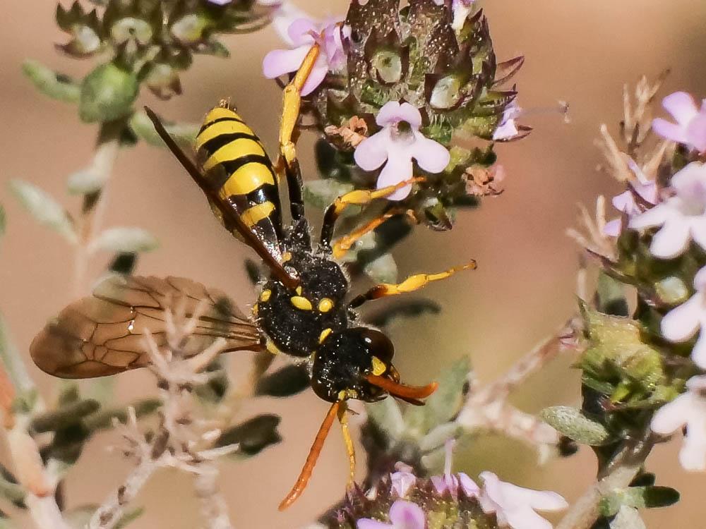 Nomada nobilis Herrich-Schäffer, 1839