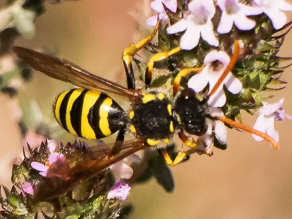  Nomada nobilis Herrich-Schäffer, 1839