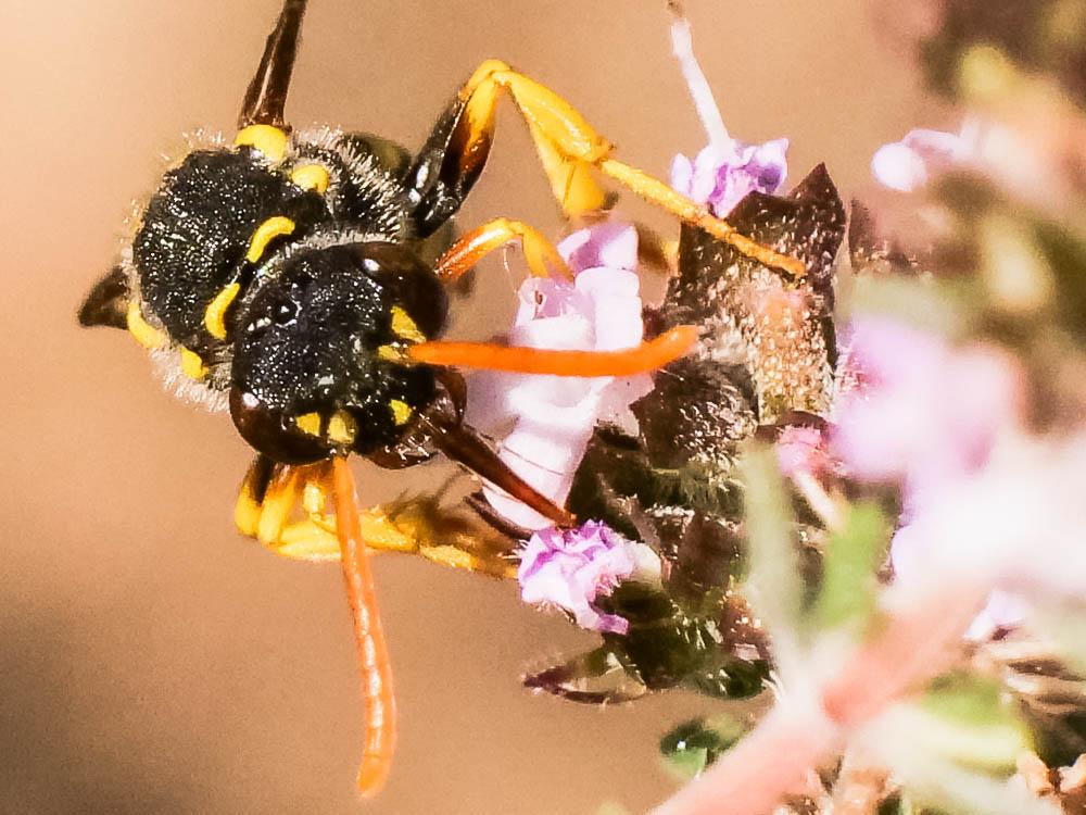 Nomada nobilis Herrich-Schäffer, 1839