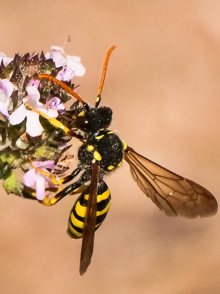  Nomada nobilis Herrich-Schäffer, 1839