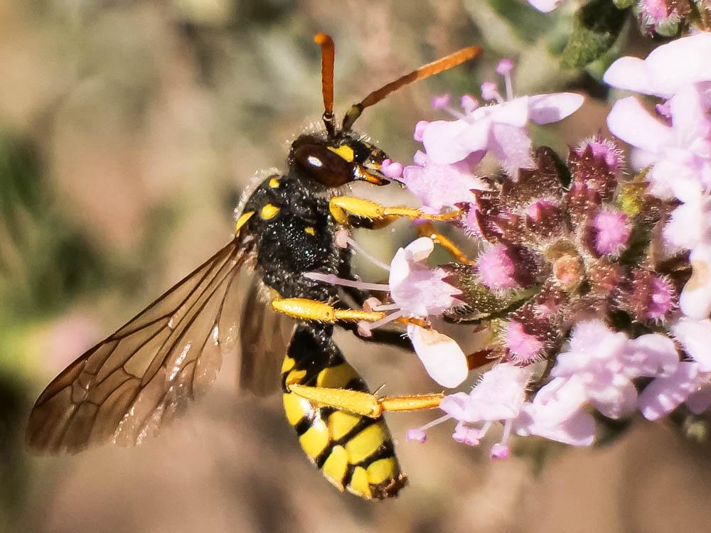 Nomada nobilis Herrich-Schäffer, 1839