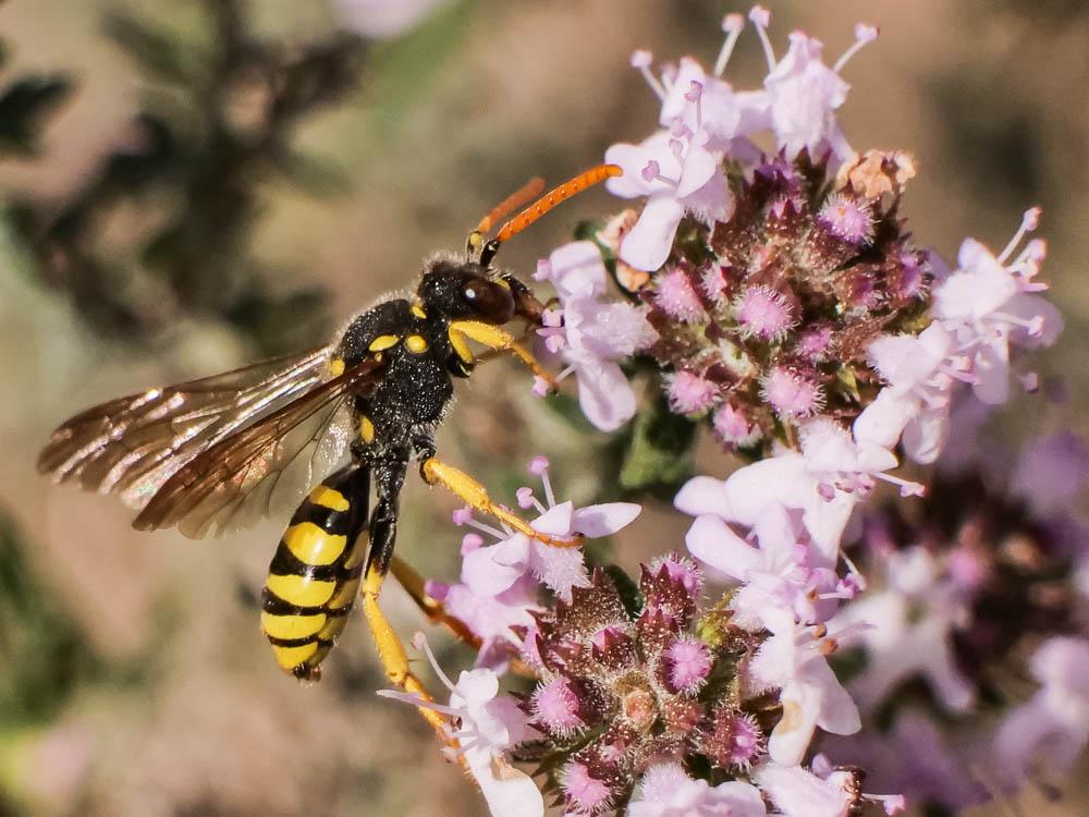 Nomada nobilis Herrich-Schäffer, 1839