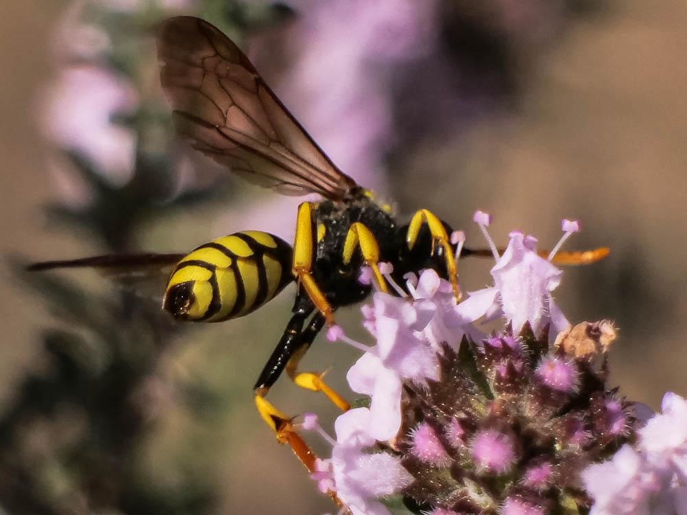  Nomada nobilis Herrich-Schäffer, 1839