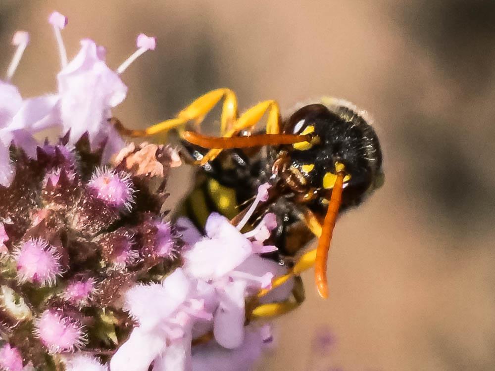  Nomada nobilis Herrich-Schäffer, 1839