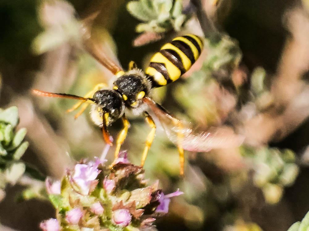 Nomada nobilis Herrich-Schäffer, 1839