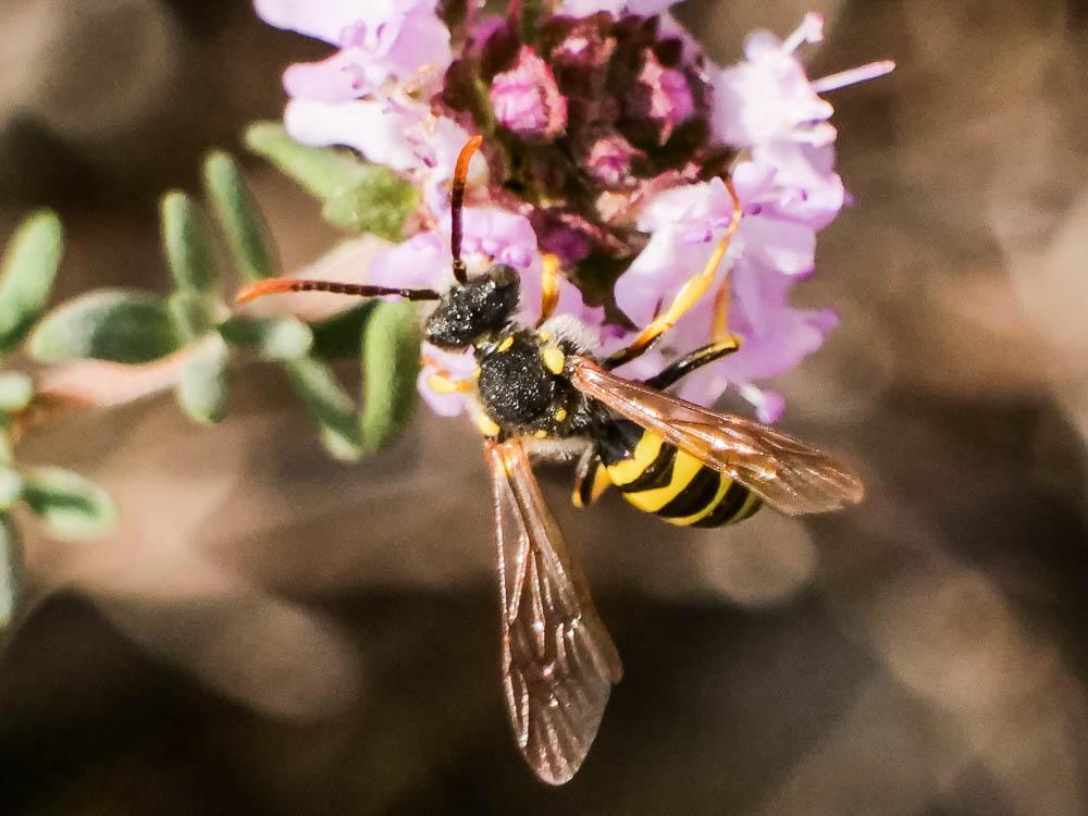  Nomada nobilis Herrich-Schäffer, 1839