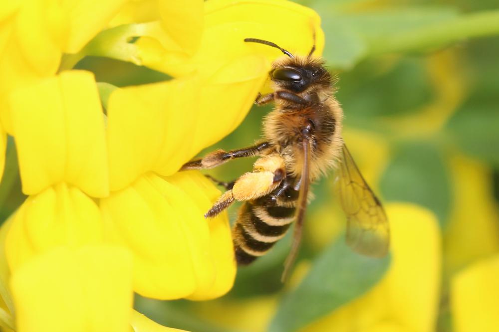  Andrena flavipes Panzer, 1799