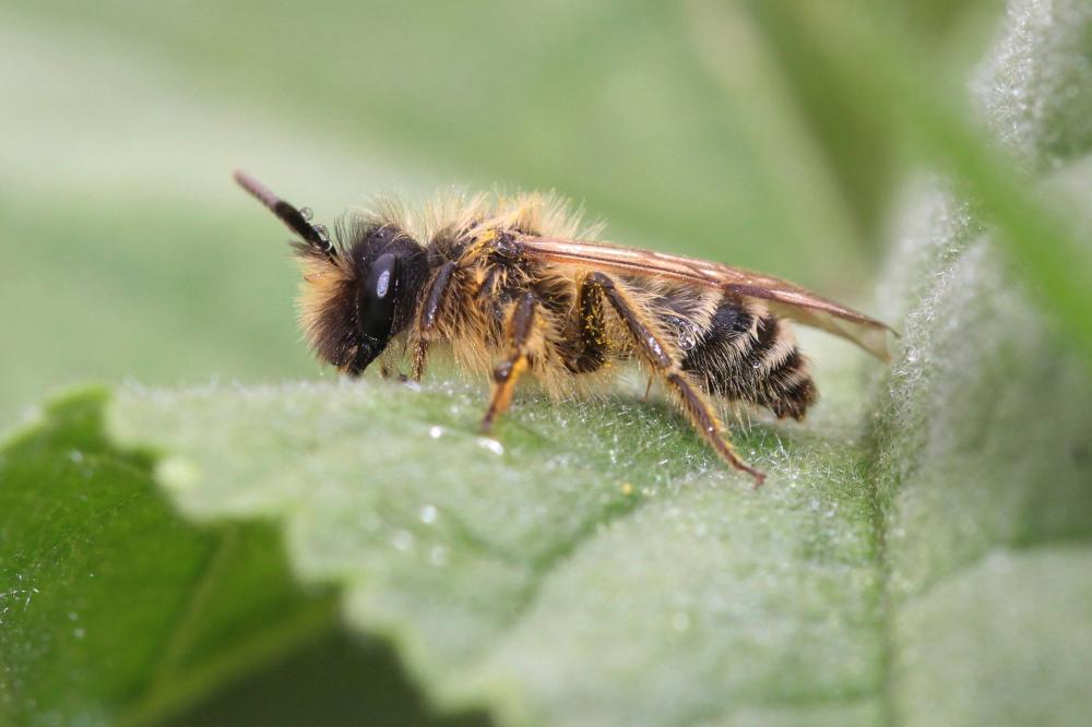 Andrena flavipes Panzer, 1799