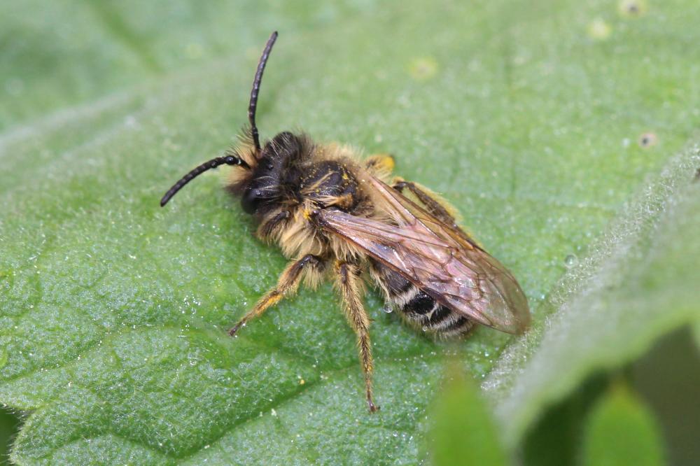 Andrena flavipes Panzer, 1799