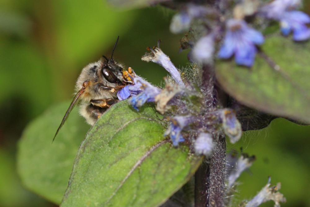 Anthophore commune, Anthophore plumeuse, Anthophor Anthophora plumipes (Pallas, 1772)