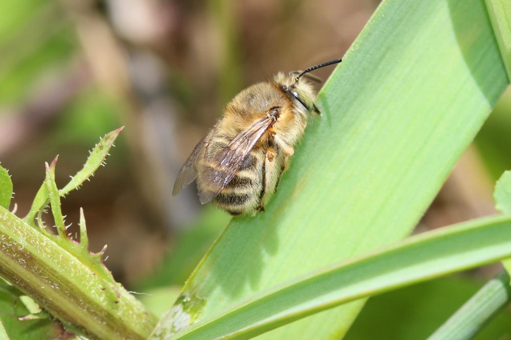 Anthophore de la sauge Anthophora salviae (Panzer, 1804)