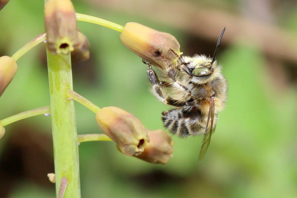Anthophore de la sauge Anthophora salviae (Panzer, 1804)