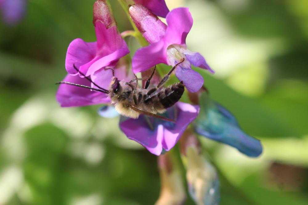 Eucera Scopoli, 1770