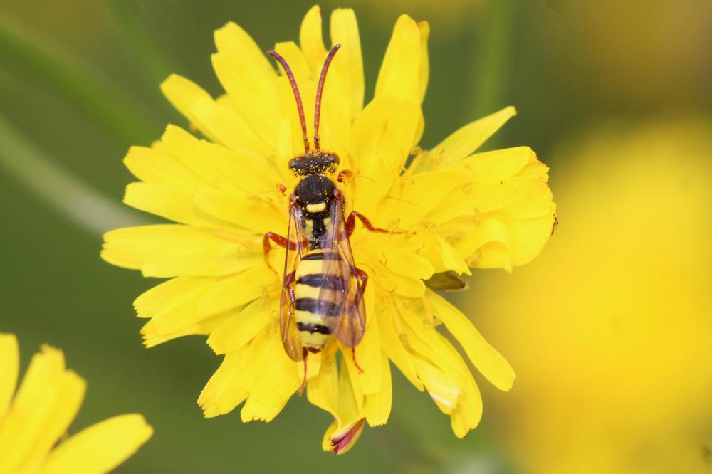  Nomada mutica Morawitz, 1872
