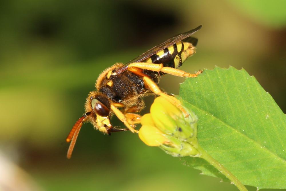 Nomada sexfasciata Panzer, 1799